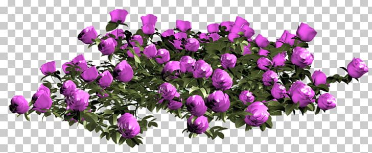 Still Life: Pink Roses Flower Garden Garden Roses PNG, Clipart, Cut Flowers, Fashion, Flower, Flower Garden, Garden Roses Free PNG Download