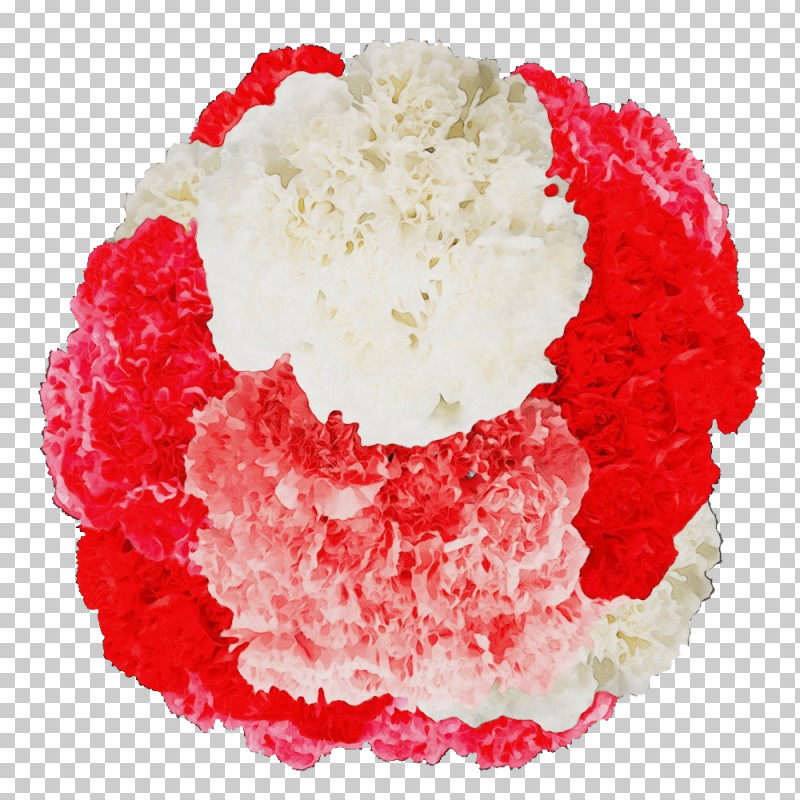 Carnation Cut Flowers Whipped Cream Petal Flavor PNG, Clipart, Carnation, Cut Flowers, Flavor, Flower, Paint Free PNG Download