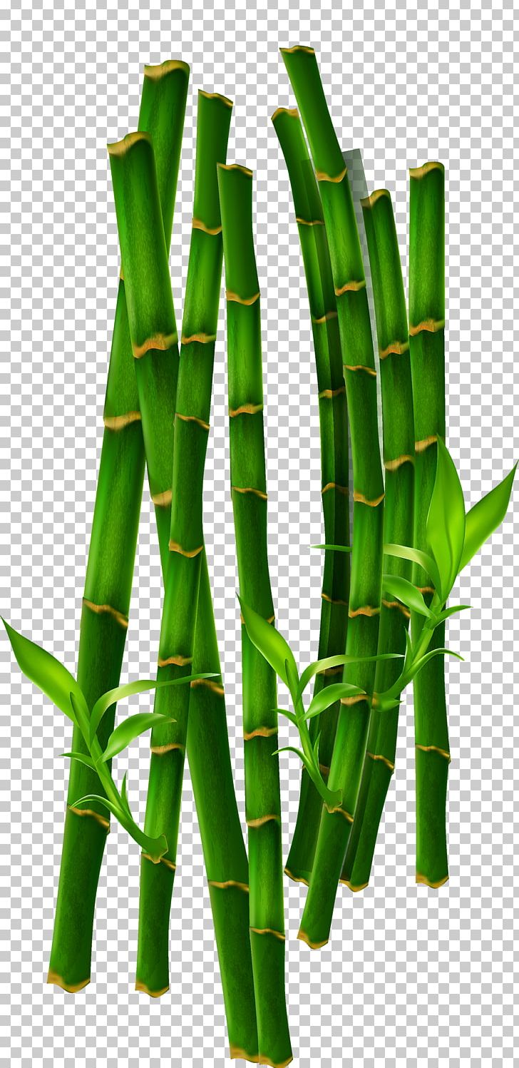 Bamboo Bamboe Computer File PNG, Clipart, Background Green, Bamboe, Bamboo, Bamboo Leaves, Bamboo Vector Free PNG Download