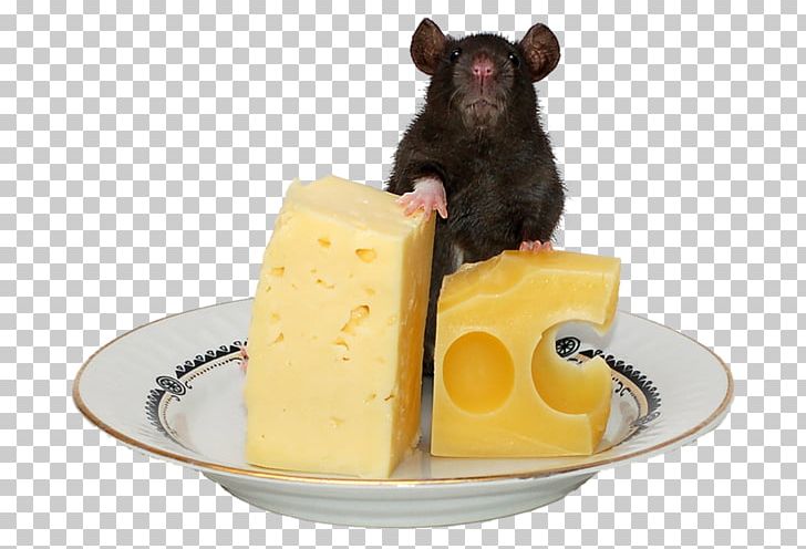 Computer Mouse Rodent Cheese Mousetrap PNG, Clipart, Animal, Apartment, Bottle, Bread, Cartoon Free PNG Download