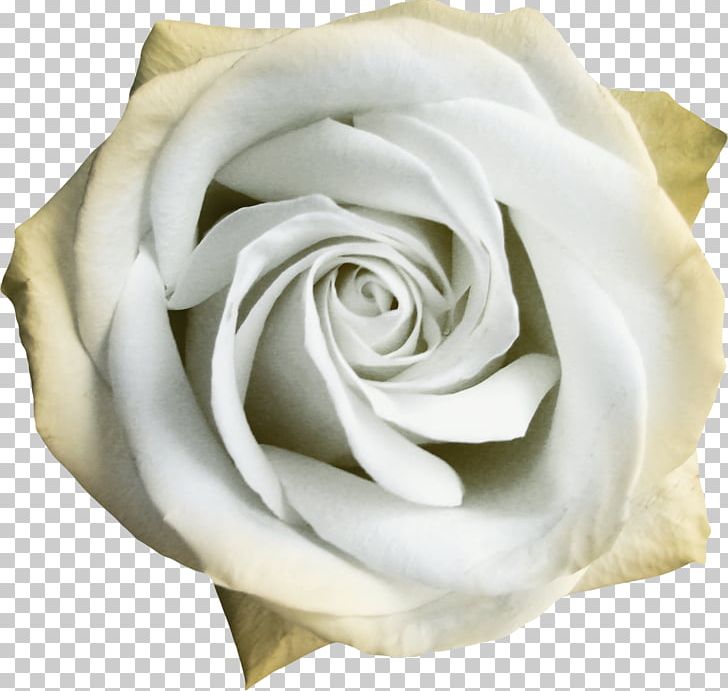 Garden Roses Centifolia Roses Beach Rose White Flower PNG, Clipart, Background White, Black White, Centifolia Roses, Cut Flowers, Designer Free PNG Download