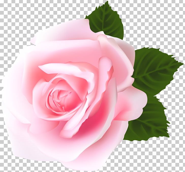 Garden Roses Centifolia Roses Pink PNG, Clipart, Blue Rose, Centifolia Roses, Clipart, Clip Art, Cut Flowers Free PNG Download