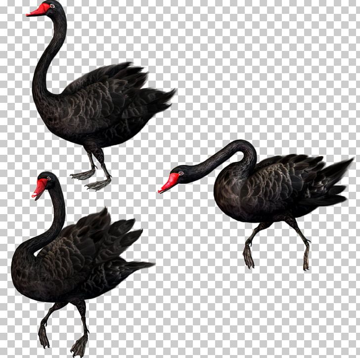 Black Swan Theory Bird PNG, Clipart, Animals, Background Black, Beak, Black, Black Background Free PNG Download