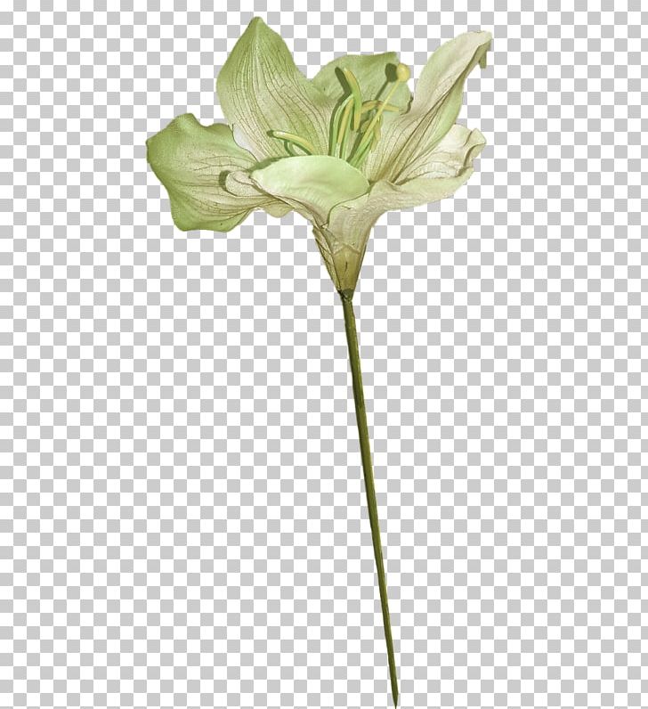 Lilium Green Flower PNG, Clipart, Amaryllis Belladonna, Background Green, Bud, Cut Flowers, Cyan Free PNG Download