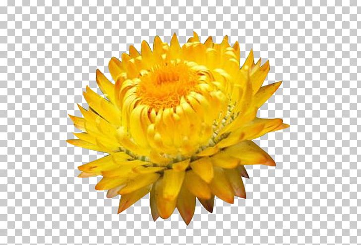 Chrysanthemum Petal PNG, Clipart, Calendula, Chrysanthemum, Chrysanths, Daisy Family, Download Free PNG Download