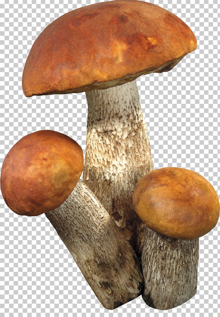 Fungus Information PNG, Clipart, Aspen Mushroom, Bolete, Brown Cap Boletus, Clip Art, Digital Image Free PNG Download