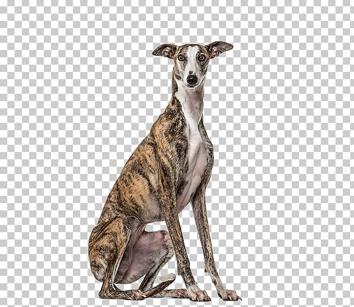 Lurcher Spanish Greyhound Whippet Italian Greyhound PNG, Clipart, All Ages, American Staghound, Animal Sports, Azawakh, Carnivoran Free PNG Download