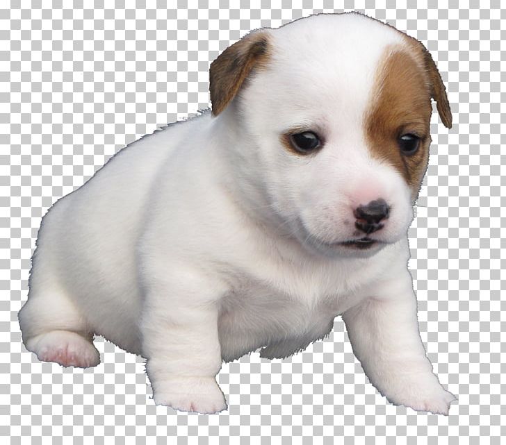 Quil Ceda Veterinary Clinic Jack Russell Terrier Dog Breed Puppy PNG, Clipart, Animal Hospital, Animals, Breed, Carnivoran, Ceda Free PNG Download