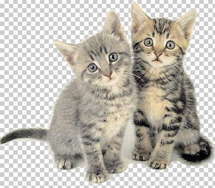 Siberian Cat Kitten Felidae Cat Behavior Cat Communication PNG, Clipart, American Wirehair, Animals, Asian, Australian Mist, Black Cat Free PNG Download