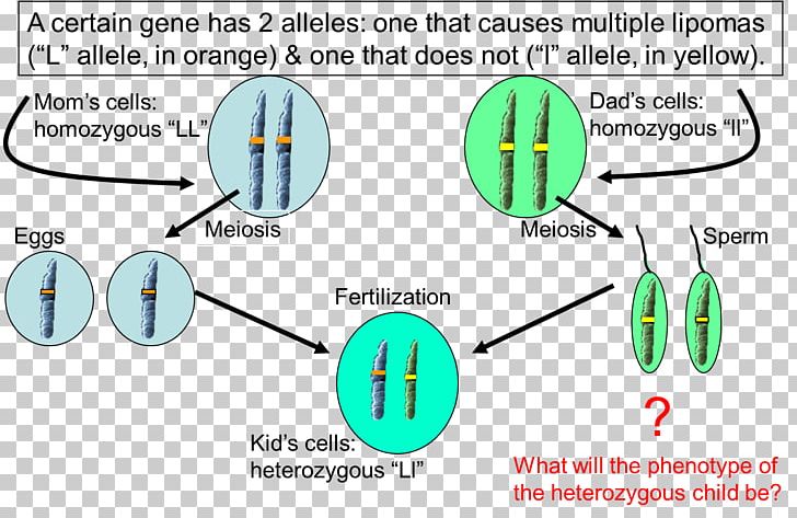 Allele Dominance Heterozygote Advantage Cell Genetics PNG, Clipart, Allele, Angle, Area, Biology, Cell Free PNG Download