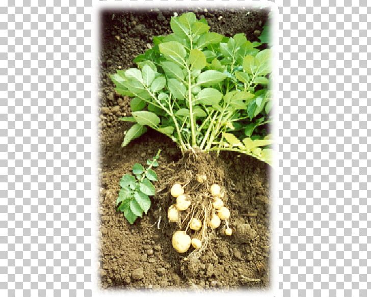 Leaf Vegetable Herb Soil PNG, Clipart, Herb, Leaf Vegetable, Others, Plant, Soil Free PNG Download