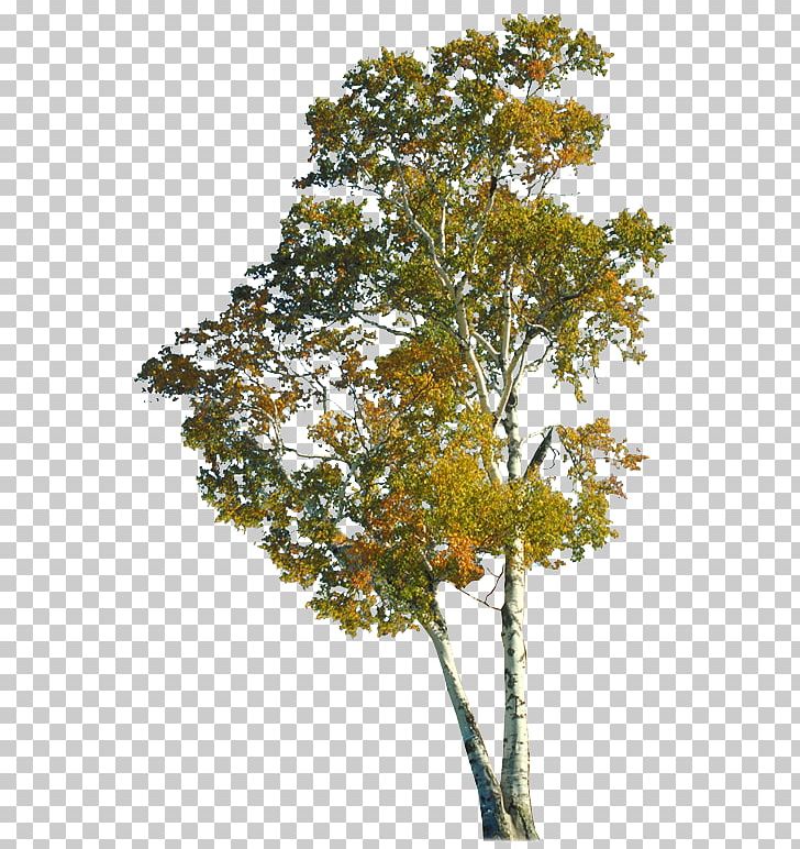 Tree Autumn Branch Trunk PNG, Clipart, Architecture, Autumn, Branch, Broadleaved Tree, Computer Icons Free PNG Download