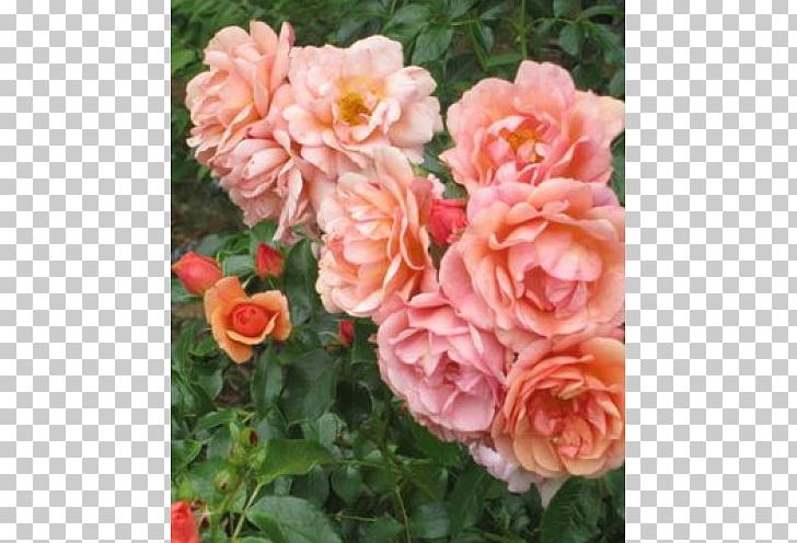 Floribunda Garden Roses Cabbage Rose China Rose Memorial Rose PNG, Clipart, Cabbage Rose, China Rose, Floribunda, Garden Roses, Memorial Rose Free PNG Download