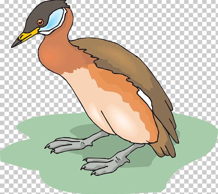 Bird Duck PNG, Clipart, Anatidae, Animals, Beak, Bird, Duck Free PNG Download