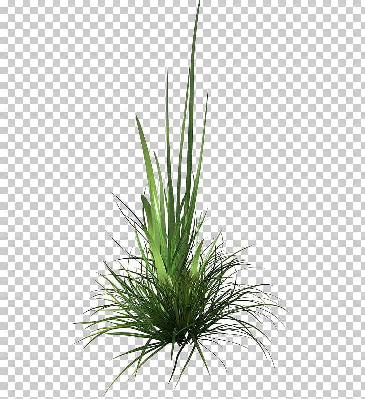 Rendering PNG, Clipart, Adobe Photoshop Elements, Aquarium Decor, Data, Grass, Grass Family Free PNG Download
