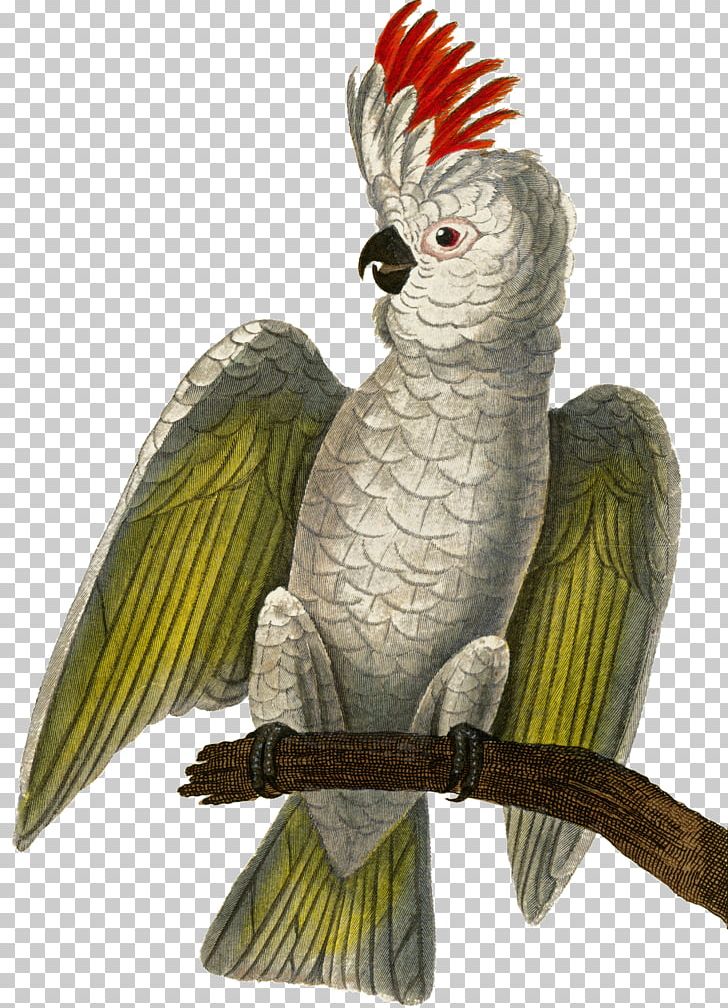 The Birds Of Australia Sulphur-crested Cockatoo Beak PNG, Clipart, African Grey, Animal, Animals, Australian Pied Cormorant, Beak Free PNG Download