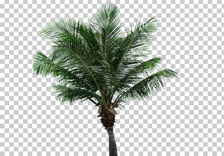 Asian Palmyra Palm Attalea Speciosa Oil Palms Coconut Date Palm PNG, Clipart, Arecaceae, Arecales, Asian Palmyra Palm, Attalea, Attalea Speciosa Free PNG Download