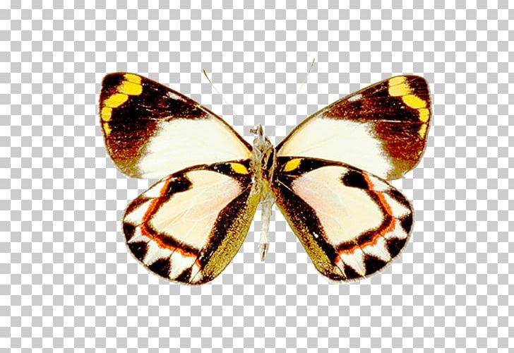 Butterfly Pieridae Moth PNG, Clipart, Arthropod, Brush Footed Butterfly, Desktop Wallpaper, Digital Image, Drawing Free PNG Download