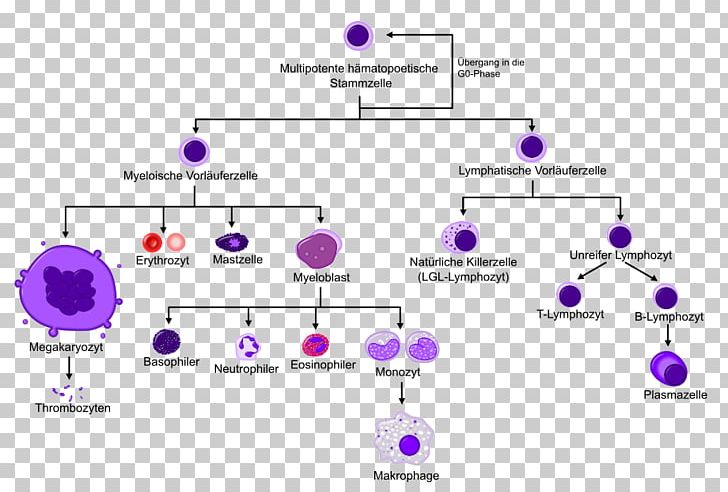 Haematopoiesis Hematopoietic Stem Cell Blood Cell Bone Marrow PNG, Clipart, Angle, Area, B Cell, Bone, Cell Free PNG Download
