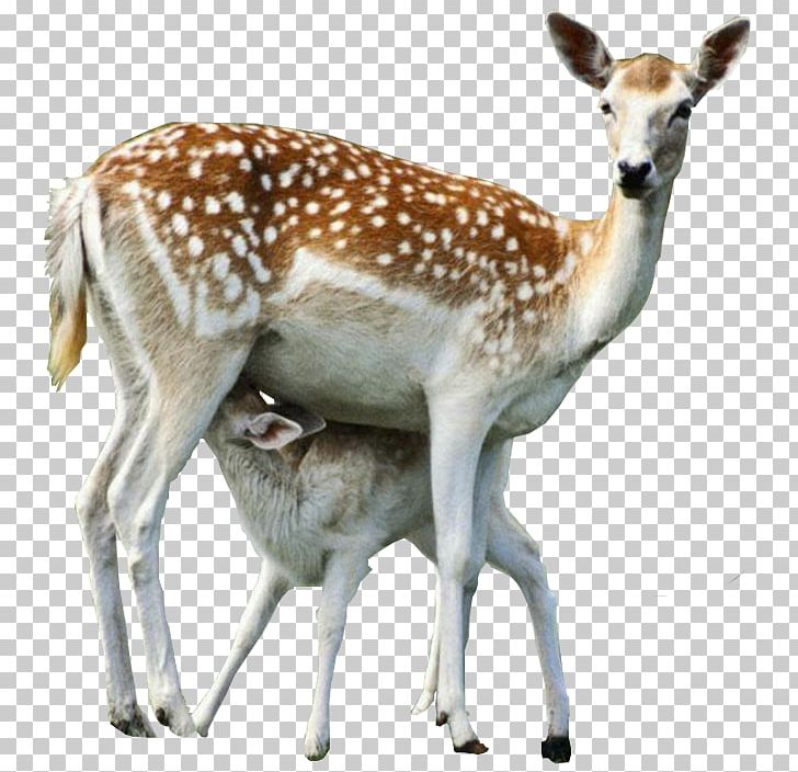 Red Deer Roe Deer PNG, Clipart, Animal, Animals, Antelope, Blog, Ceylan Resimleri Free PNG Download