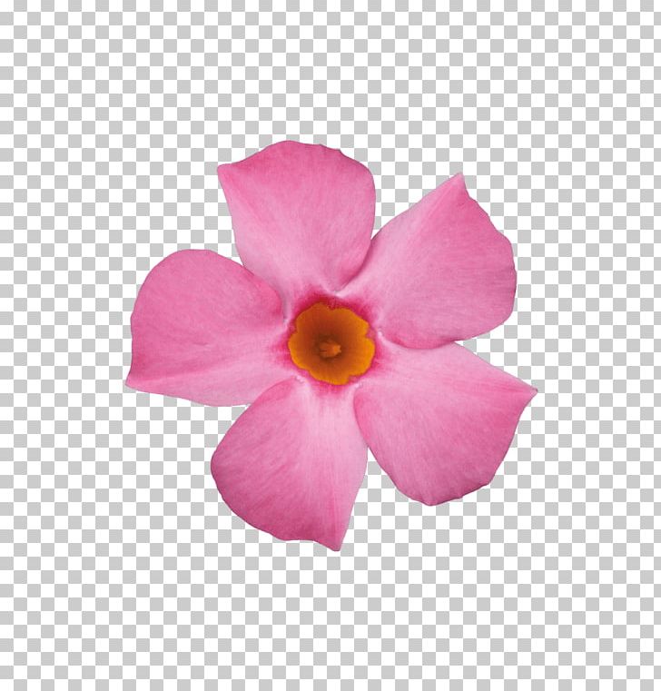 Rocktrumpet Plant Rose Flower Cactaceae PNG, Clipart, Cactaceae, Flower, Flowering Plant, Food Drinks, Garden Free PNG Download