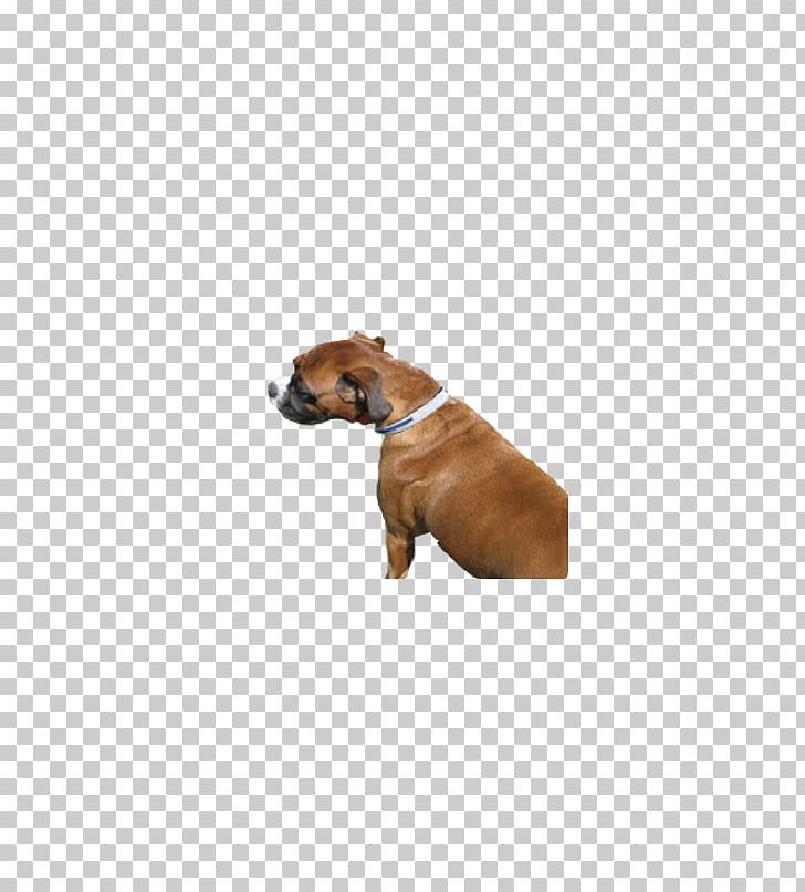 Dog Breed Boxer Puppy Leash Dog Collar PNG, Clipart, Boxer, Breed, Carnivoran, Century, Collar Free PNG Download