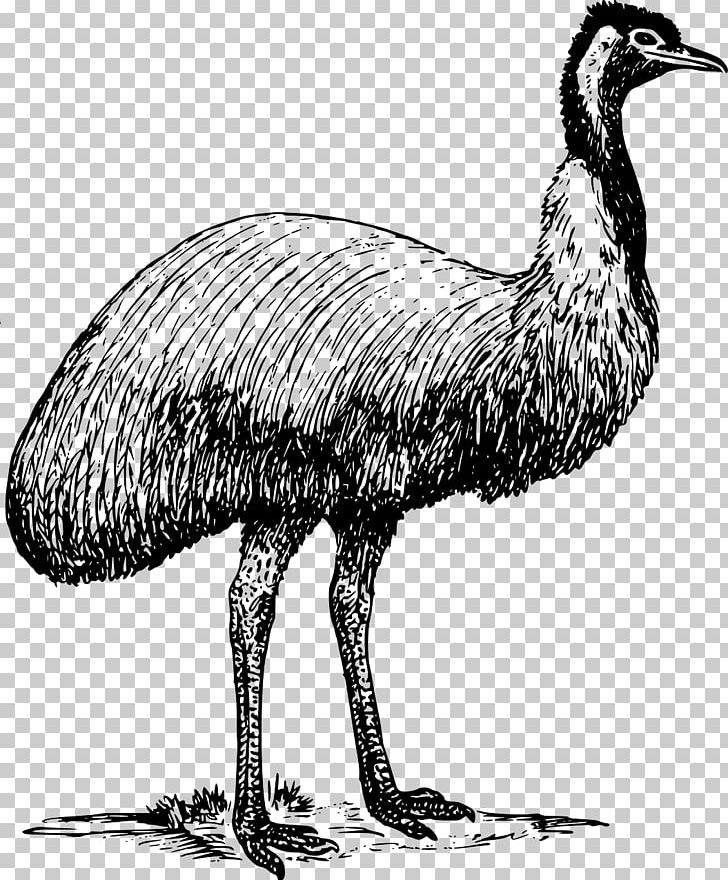 Common Ostrich Emu PNG, Clipart, Animals, Beak, Bird, Black And White, Blog Free PNG Download