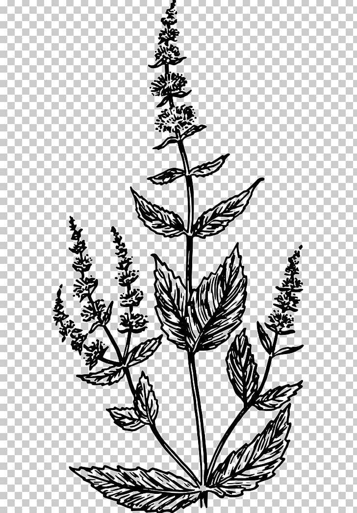 Drawing PNG, Clipart, Bitki, Biyoloji, Black And White, Branch, Computer Icons Free PNG Download