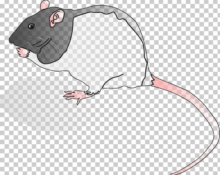 Rodent Murids Krysa Computer Mouse PNG, Clipart, Animal, Animals, Artwork, Carnivora, Carnivoran Free PNG Download