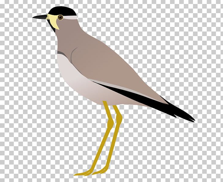 Wader Seabird Beak Water Bird PNG, Clipart, Animals, Beak, Bird, Charadriiformes, Fauna Free PNG Download