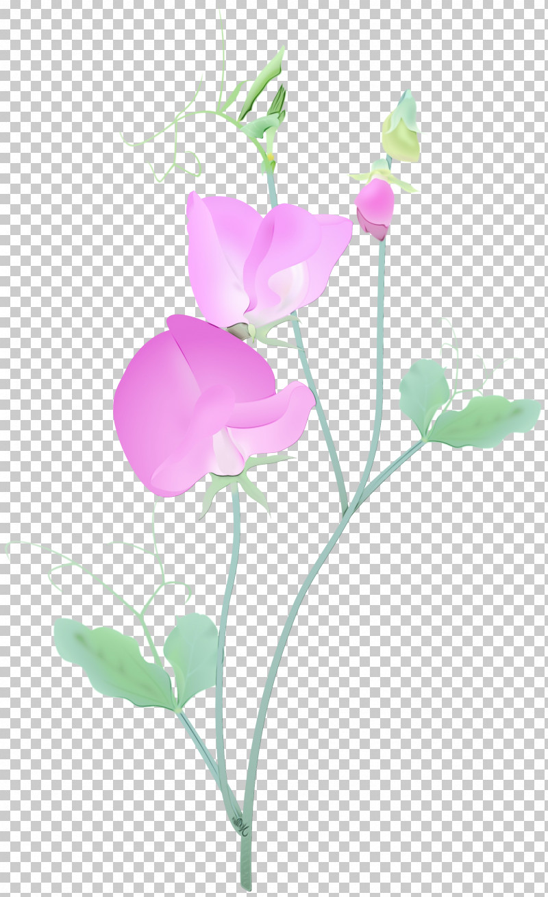 Flower Plant Petal Pink Pedicel PNG, Clipart, Cut Flowers, Flower, Paint, Pedicel, Petal Free PNG Download