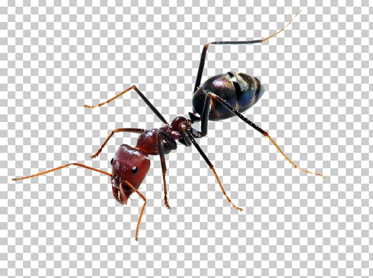 Ant Insect PNG, Clipart, Ant, Ant Png, Ants, Arthropod, Bee Free PNG Download