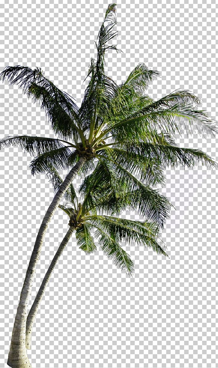 Coconut Tree Computer File PNG, Clipart, Arecaceae, Arecales, Autumn Tree, Christmas Tree, Coco Free PNG Download