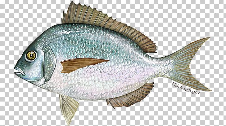 Scup Fishery Fishing Black Sea Bass Summer Flounder PNG, Clipart, Angling, Barramundi, Bass, Black Sea Bass, Bluefish Free PNG Download