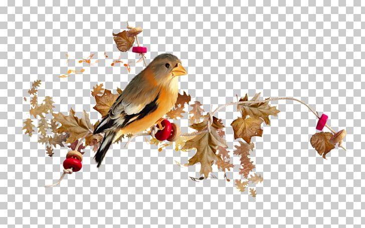 Bird PNG, Clipart, Animals, Beak, Bird, Branch, Child Free PNG Download