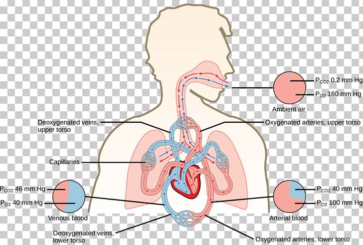 Gas Exchange Carbon Dioxide Oxygen Cycle Pulmonary Alveolus Diffusion PNG, Clipart, Abdomen, Angle, Area, Arm, Biology Free PNG Download