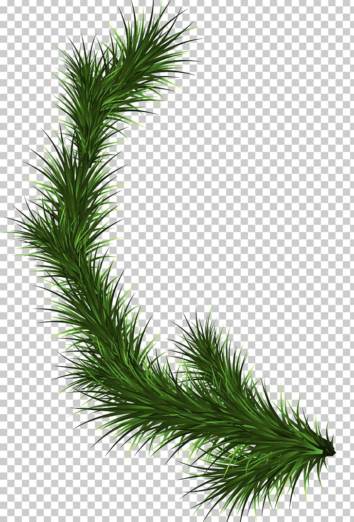 Branch Fir Tree Pine PNG, Clipart, Branch, Christmas, Conifer, Conifer Cone, Conifers Free PNG Download