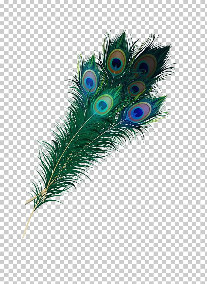 Feather Bird Pavo Quill Asiatic Peafowl PNG, Clipart, Animals, Asiatic, Asiatic Peafowl, Bird, Blue Free PNG Download