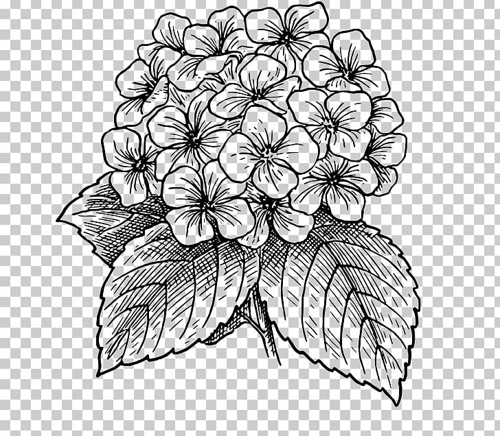 Flower Drawings Line Art PNG, Clipart, Art, Art Museum, Artwork, Black And White, Coloring Book Free PNG Download