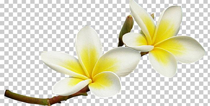 Flower Frangipani PNG, Clipart, Clip Art, Cut Flowers, Exotic Flowers, Floral Emblem, Flower Free PNG Download