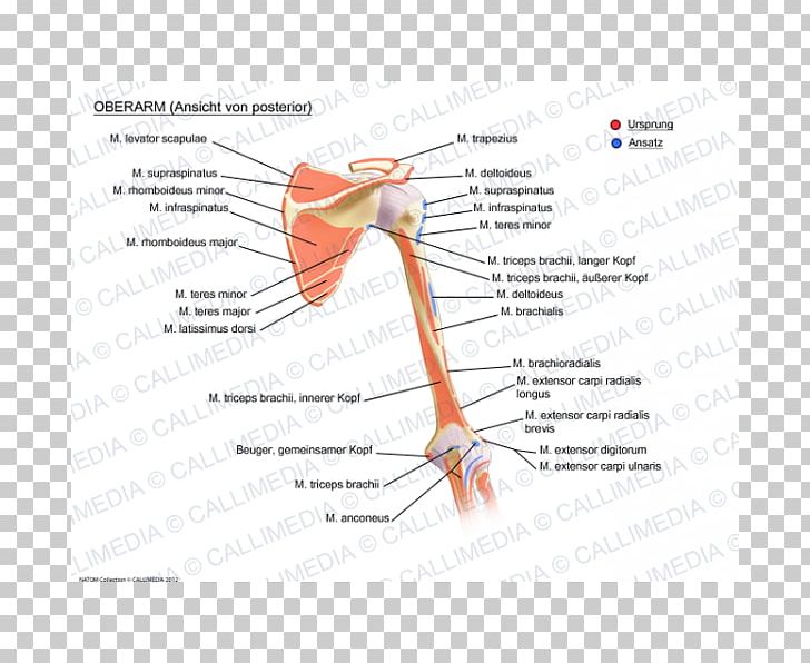 Joint Augšdelms Muscular System Arm Muscle PNG, Clipart,  Free PNG Download