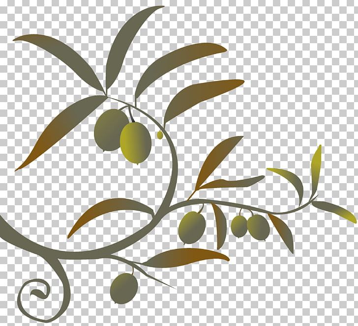Olive Oil Branch Mediterranean Cuisine PNG, Clipart, Branch, Computer Wallpaper, Counter, Culture, Drawing Free PNG Download