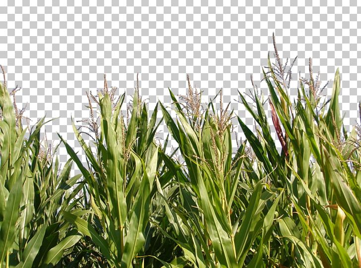 Triticale Maize Crop Plant PNG, Clipart, Agriculture, Cereal, Commodity, Corn, Corn Gluten Meal Free PNG Download