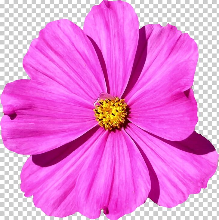 Flower Petal Cosmos Bipinnatus PNG, Clipart, Annual Plant, Common Daisy, Computer Icons, Cosmos, Cosmos Bipinnatus Free PNG Download
