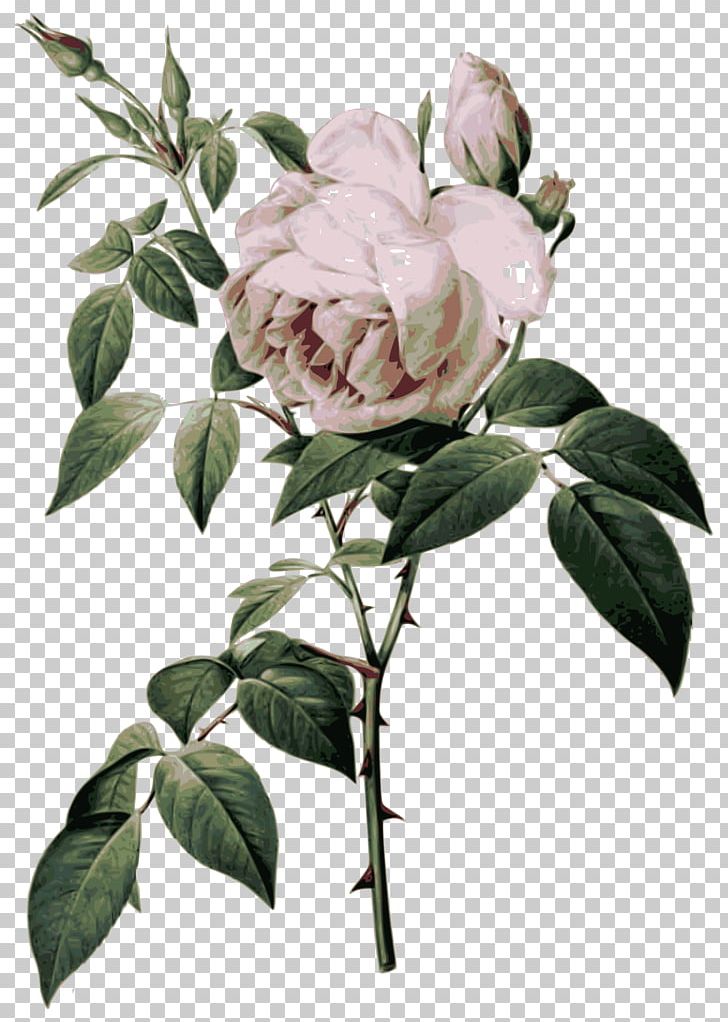 Les Roses French Rose Botanical Illustration Botany PNG, Clipart, Botany, Branch, Cut Flowers, Damask Rose, Drawing Free PNG Download