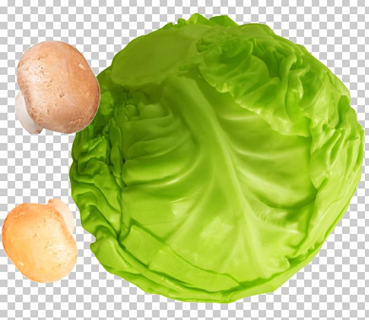 Lettuce PNG, Clipart, Cabbage, Cabbage Vector, Cooking, Creative Ads, Creative Artwork Free PNG Download