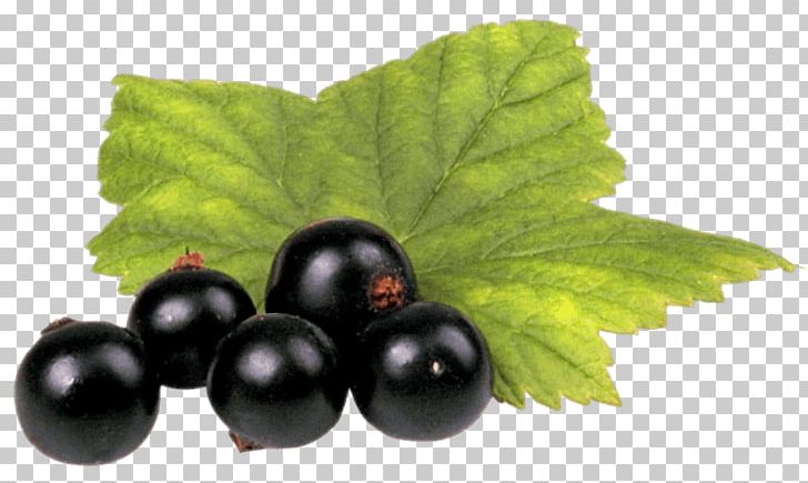 Zante Currant Blackcurrant Fruit PNG, Clipart, Berry, Bilberry, Blackberry, Blackcurrant, Black Currant Free PNG Download