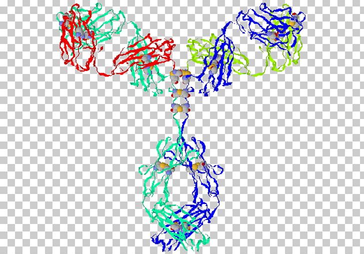 Gamma Globulin Immune System Antibody Immunity PNG, Clipart, Antibody, Antigen, B Cell, Bcell Chronic Lymphocytic Leukemia, Biochemist Free PNG Download