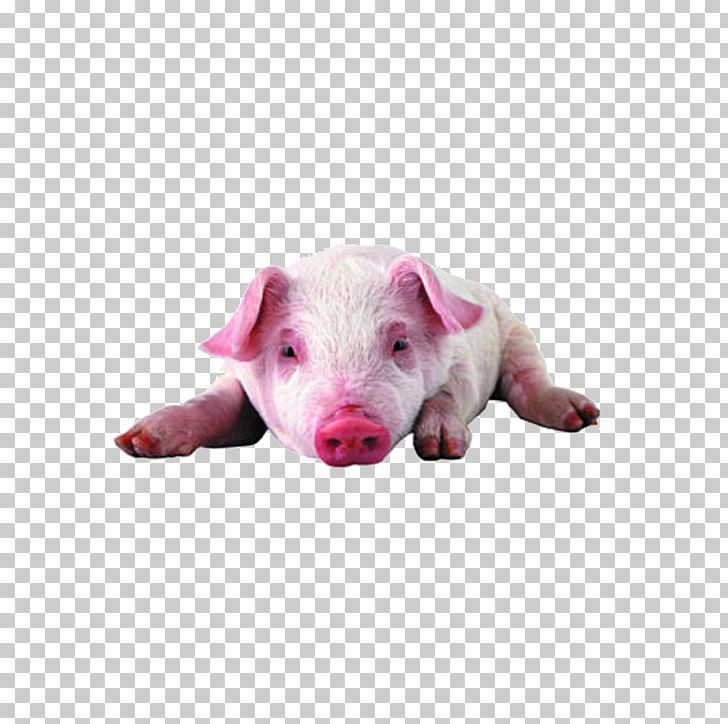 Miniature Pig High-definition Television High-definition Video Display Resolution PNG, Clipart, 4k Resolution, 1080p, Animals, Computer, Domestic Pig Free PNG Download