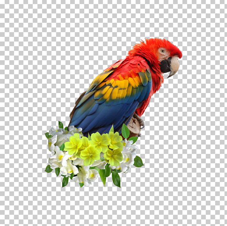 Scarlet Macaw Parrot Blue-and-yellow Macaw Bird Great Green Macaw PNG, Clipart, Animal, Animals, Beak, Blueandyellow Macaw, Common Pet Parakeet Free PNG Download